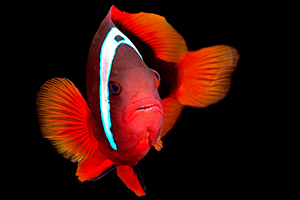 Amphiprion melanopus